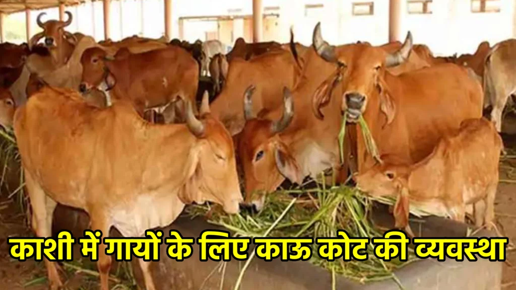 काशी में गायों के लिए काऊ कोट की व्यवस्था