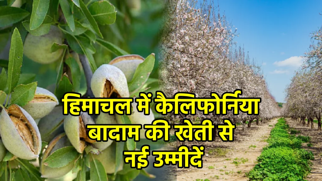 हिमाचल में कैलिफोर्निया बादाम की खेती से नई उम्मीदें