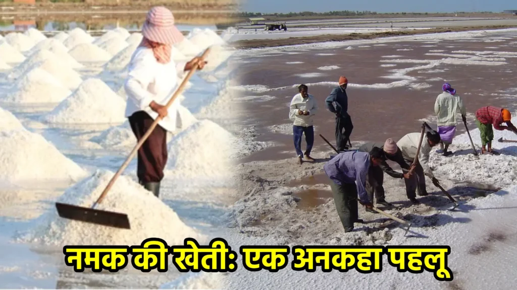 नमक की खेती: एक अनकहा पहलू